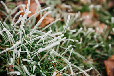 Close-up of frost on land