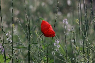 Close-up of red poppy flower on field