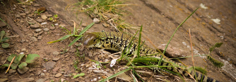 Close-up of lizard on plant