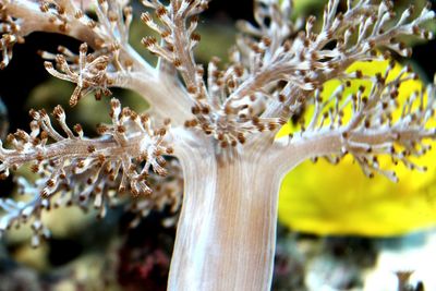 Close-up of underwater plant at aquarium