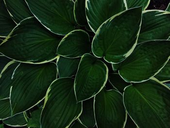 Close-up of green leaves