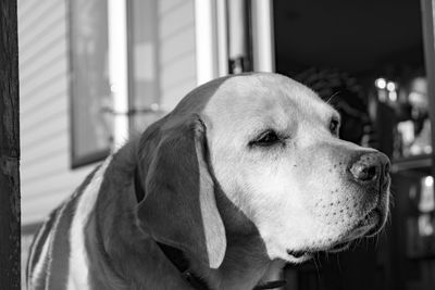 Close-up of dog looking away at home