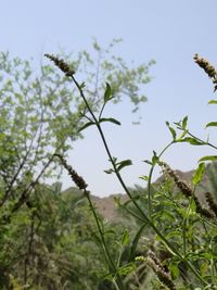 Low angle view of plant against sky
