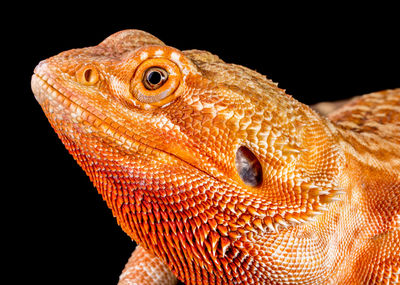 Close-up of lizard against black background