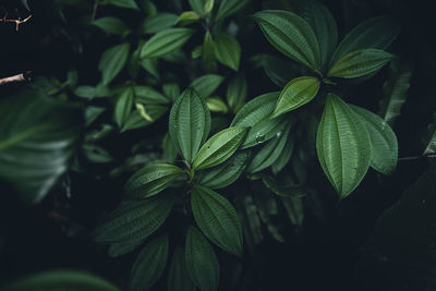 Close-up of fresh green leaves