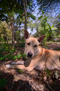 Portrait of a dog on field