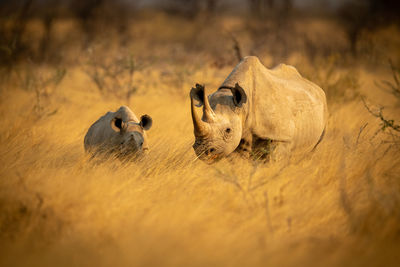 Black rhino stands with baby in grass