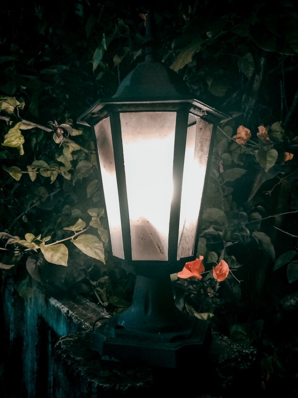 CLOSE-UP OF ILLUMINATED LAMP ON PLANT