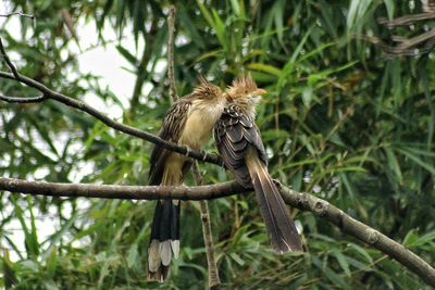 Bird perching on tree trunk