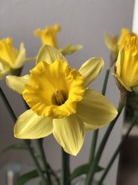 Close-up of yellow daffodil