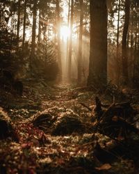 Trees growing in forest