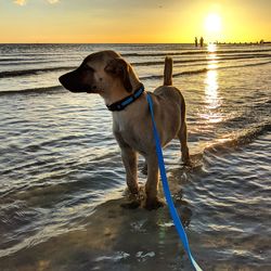 Dog looking at sea shore