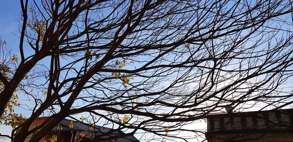 Low angle view of bare tree against sky