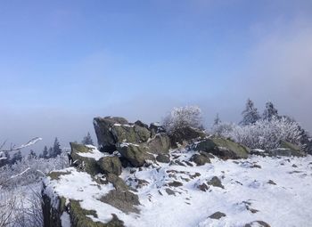 Frozen trees on landscape against clear sky