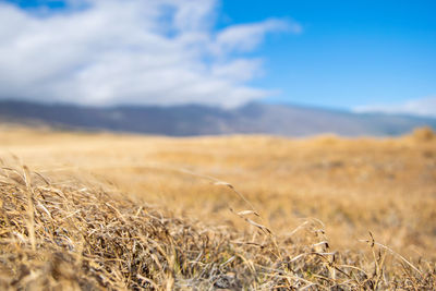 High angle view of stalks in field against sky