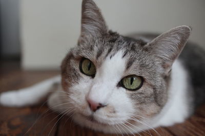 Close-up portrait of a cat