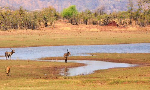 View of a lake with a aterbuck drinking