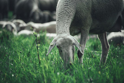 Sheep grazing in a field