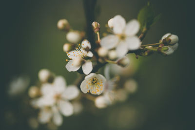 Close-up of white cherry blossom