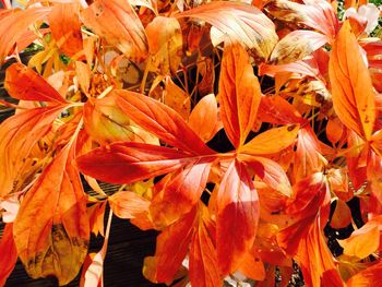 Close-up of autumn leaves