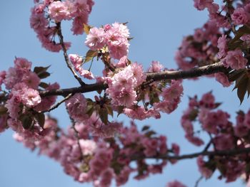 Low angle view of cherry blossoms against sky