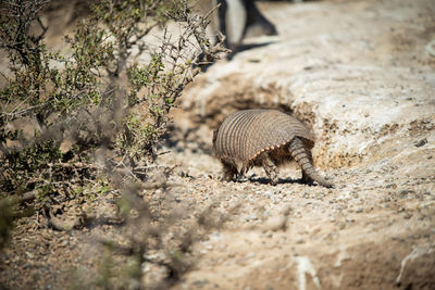 View of an animal on field