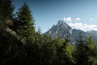 Trees and plants growing on mountain