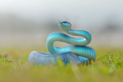 Close-up of turquoise snake on grassy field
