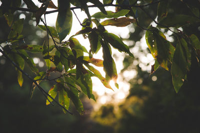 Close-up of leaves on branch