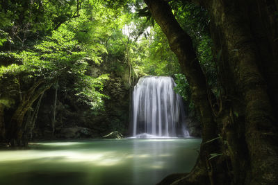 Scenic view of waterfall in forest