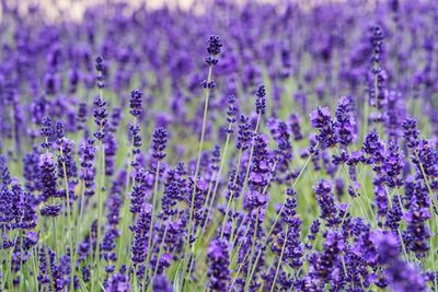 Close-up of purple flowers blooming in field