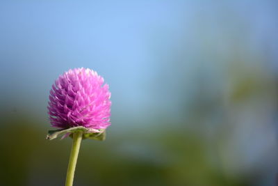 Close-up of pink flowering plant