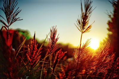 Close-up of stalks against sunset sky
