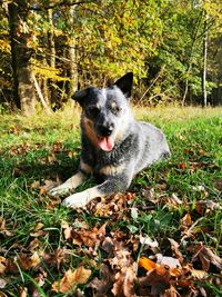 Portrait of dog lying on land