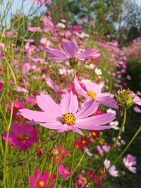 Close-up of pink cosmos flowers