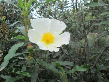 Close-up of white flower blooming on tree