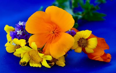 Close-up of yellow flower against blue background