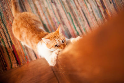 High angle view of cat rearing up on wooden pillar at home