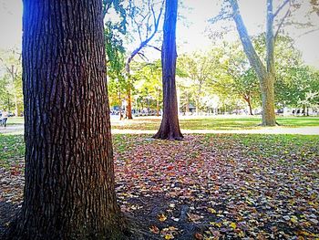 Trees in park during autumn