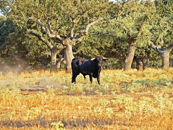 Horse on tree