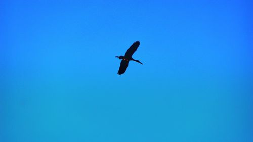 Low angle view of bird flying