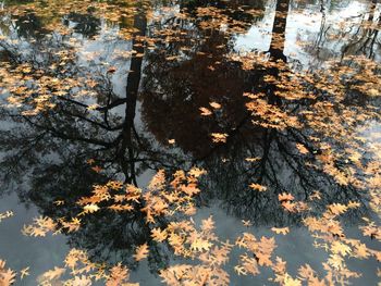 Low angle view of tree