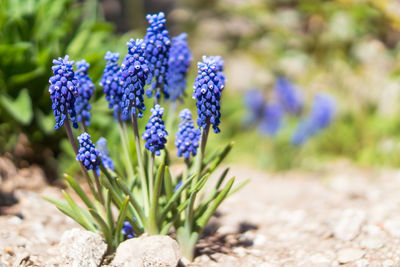 Close-up of purple crocus flowers growing on field