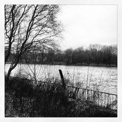 Bare trees by lake