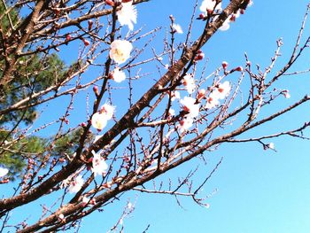 Low angle view of tree against blue sky