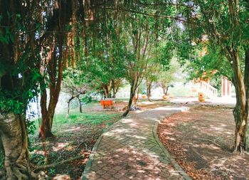 Footpath amidst trees in forest