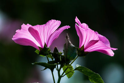 Close-up of pink flowering plant