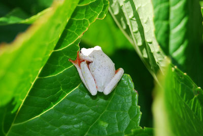 Close-up of insect on leaf