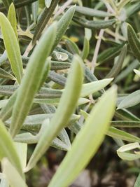 High angle view of succulent plant on field