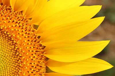 Close-up of sunflower